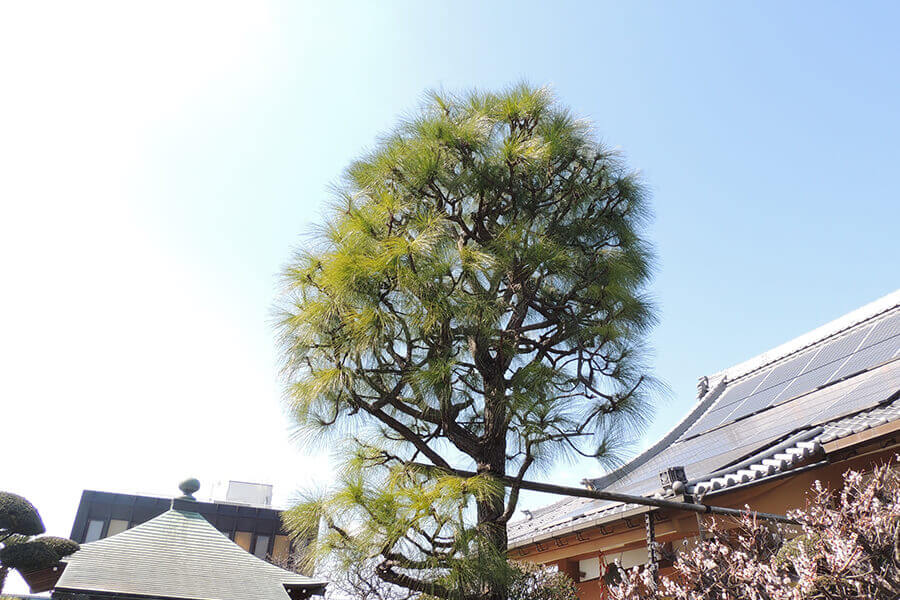 本光寺へのご寄付（募金）