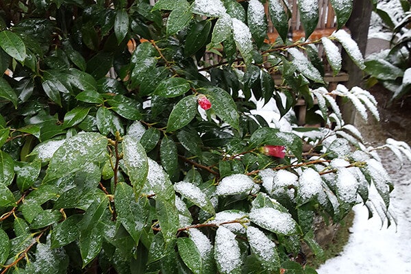 1月の庭園樹木、花