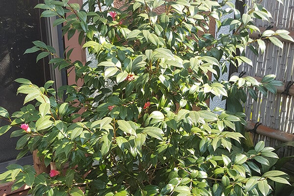 2月の庭園樹木、花