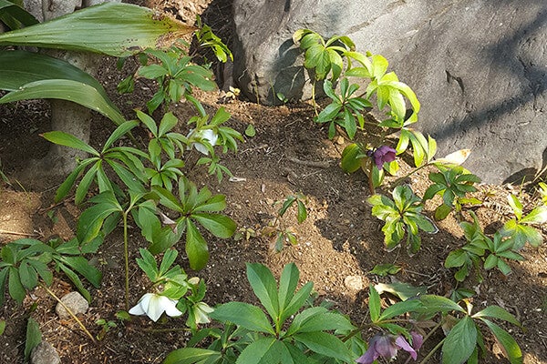 2月の庭園樹木、花