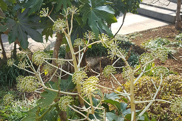 2月の庭園樹木、花
