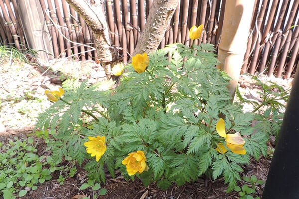 3月の庭園樹木、花