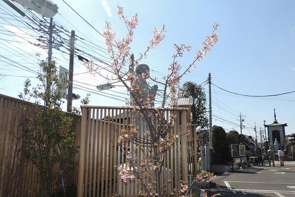 3月の庭園樹木、花