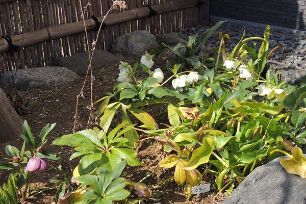 3月の庭園樹木、花