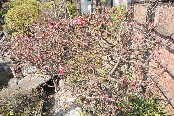 3月の庭園樹木、花