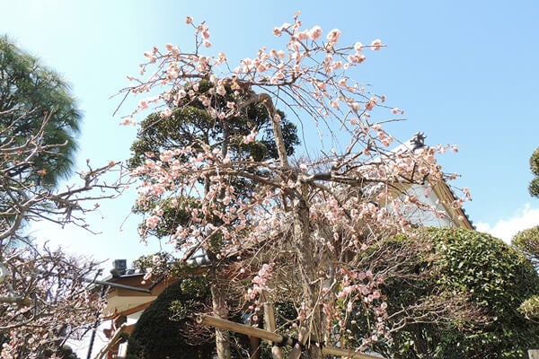 3月の庭園樹木、花