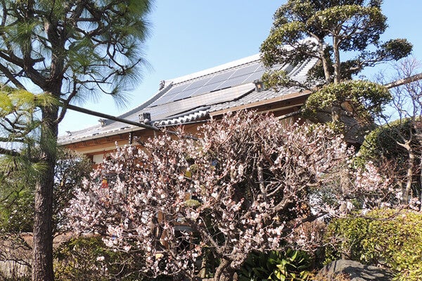 3月の庭園樹木、花