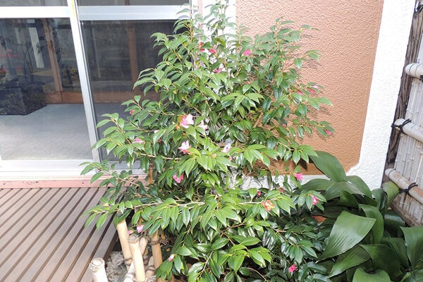 3月の庭園樹木、花