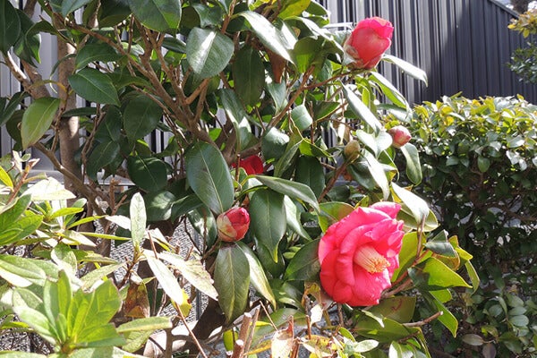 3月の庭園樹木、花