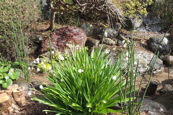 3月の庭園樹木、花