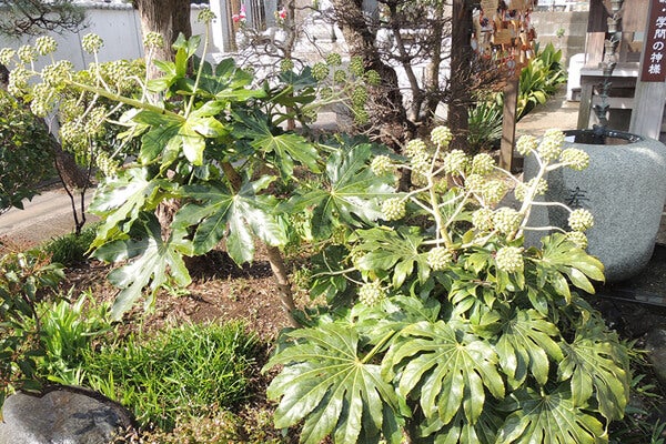 3月の庭園樹木、花