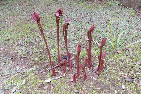 3月の庭園樹木、花