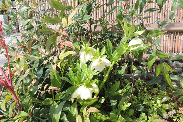 3月の庭園樹木、花