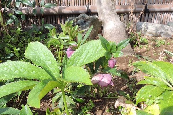 3月の庭園樹木、花