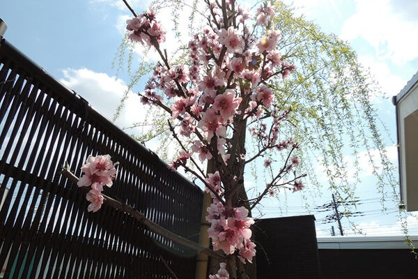 4月の庭園樹木、花