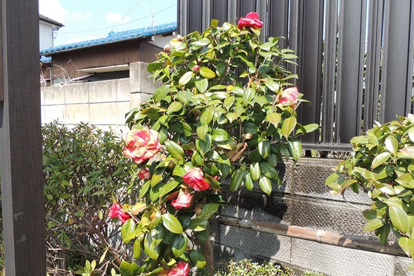 4月の庭園樹木、花