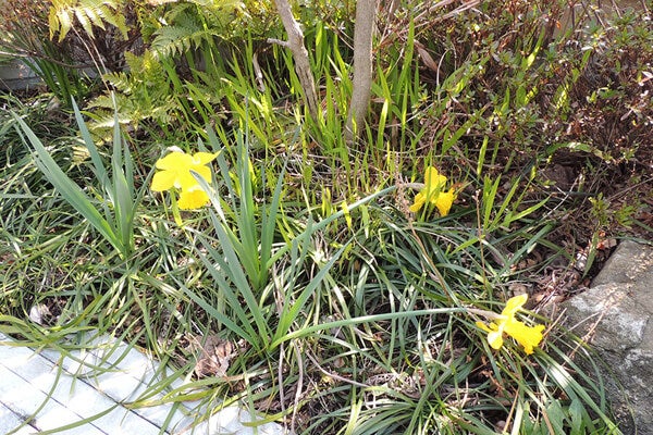 4月の庭園樹木、花