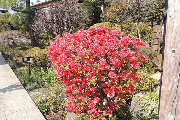 4月の庭園樹木、花