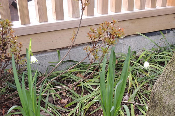4月の庭園樹木、花