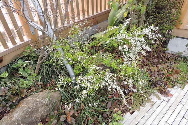 4月の庭園樹木、花