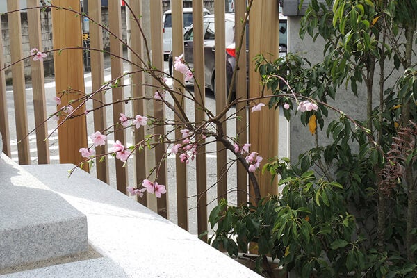 4月の庭園樹木、花