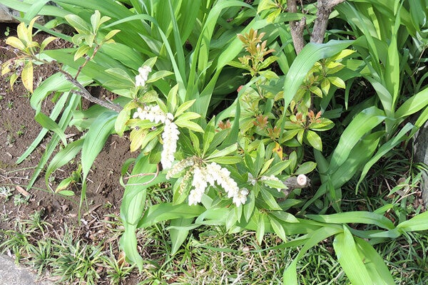 4月の庭園樹木、花