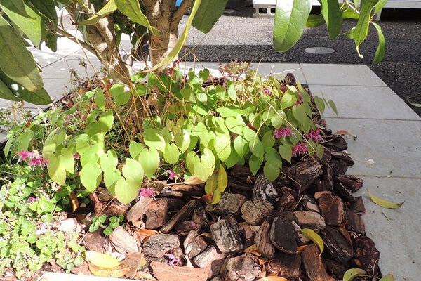 4月の庭園樹木、花