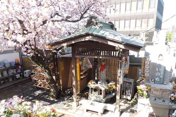 4月の庭園樹木、花