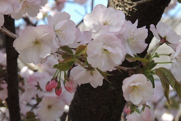 4月の庭園樹木、花
