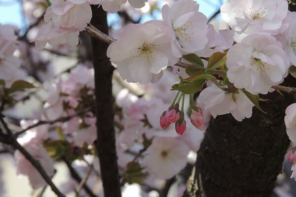4月の庭園樹木、花