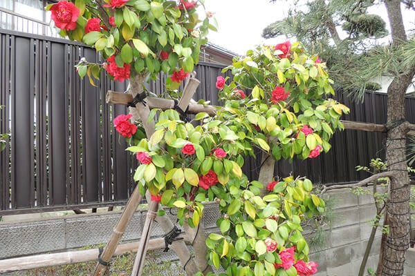 4月の庭園樹木、花