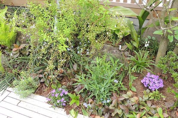 4月の庭園樹木、花