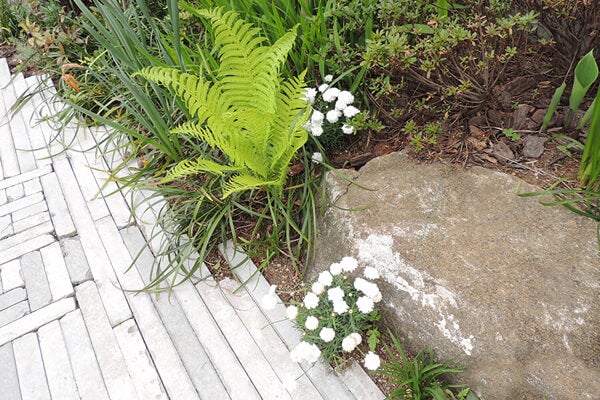 4月の庭園樹木、花
