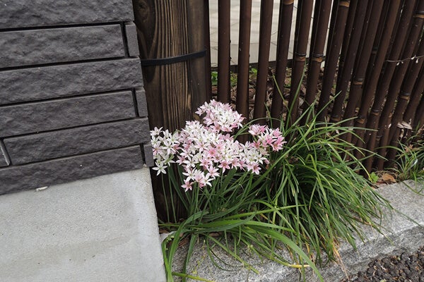 4月の庭園樹木、花