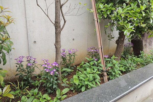 4月の庭園樹木、花