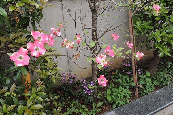 4月の庭園樹木、花