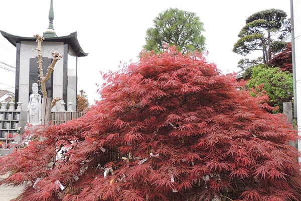 4月の庭園樹木、花