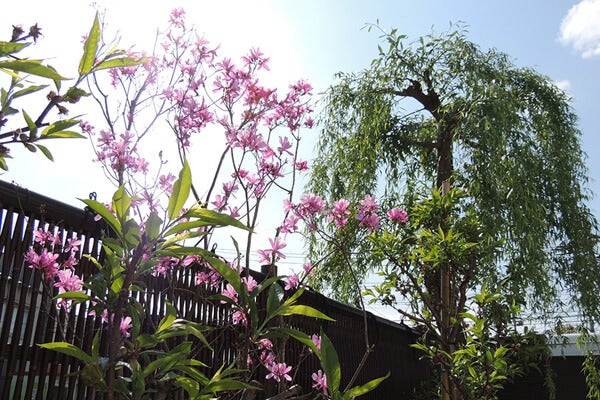4月の庭園樹木、花