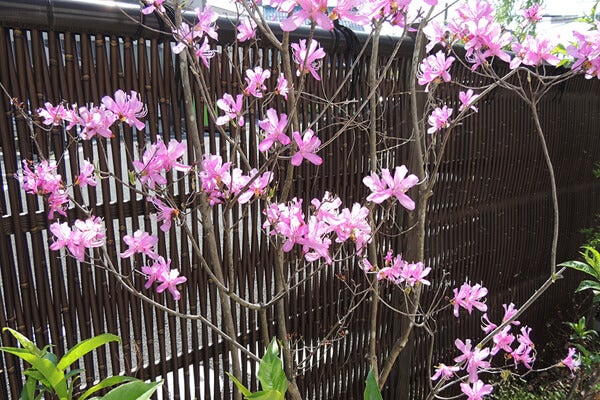 4月の庭園樹木、花