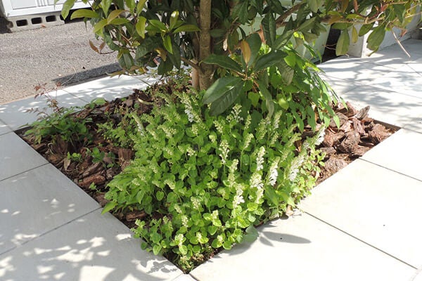 4月の庭園樹木、花