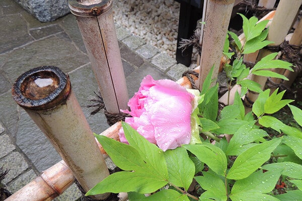 4月の庭園樹木、花