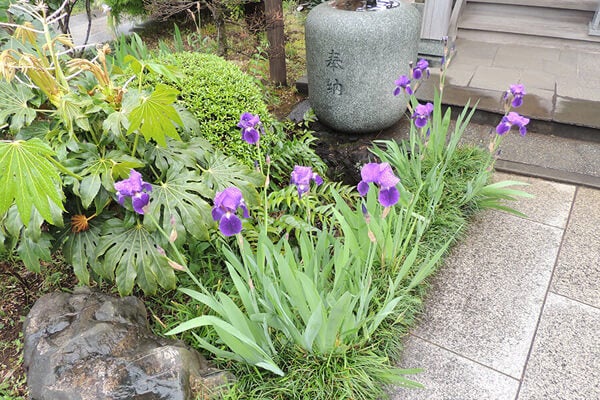 4月の庭園樹木、花