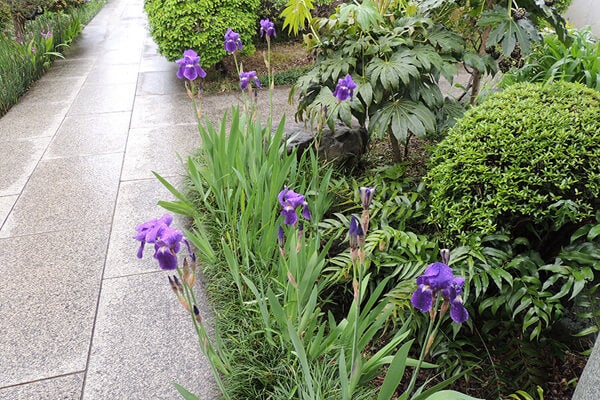 4月の庭園樹木、花