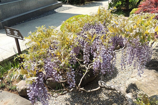 4月の庭園樹木、花