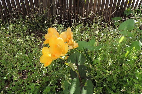 5月の庭園樹木、花