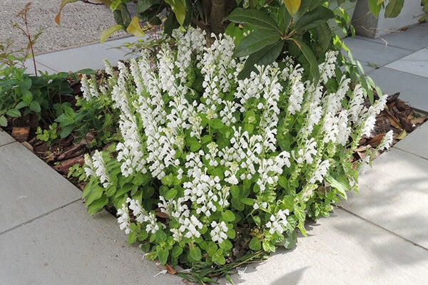 5月の庭園樹木、花