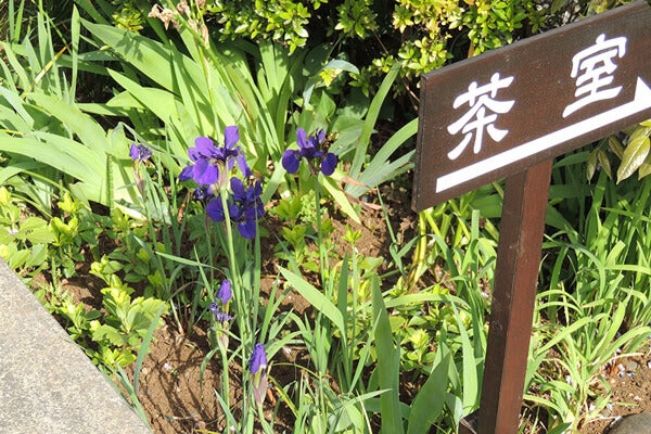 5月の庭園樹木、花