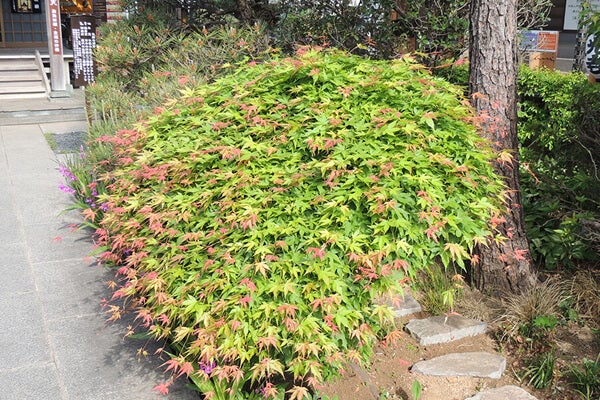 5月の庭園樹木、花