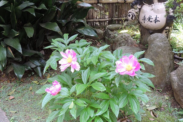 5月の庭園樹木、花