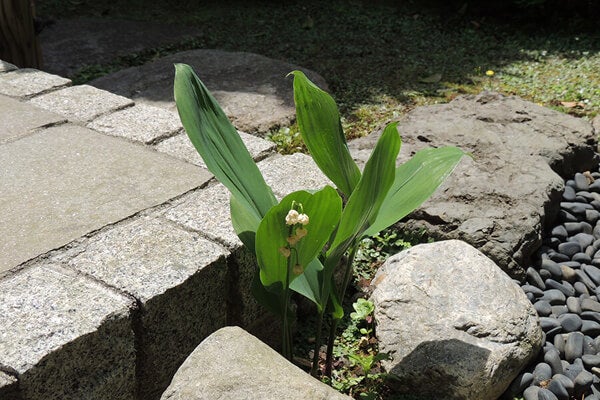 5月の庭園樹木、花